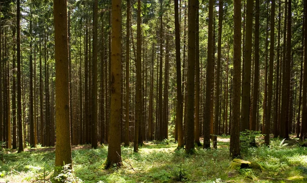 Fir forest — Stock Photo, Image