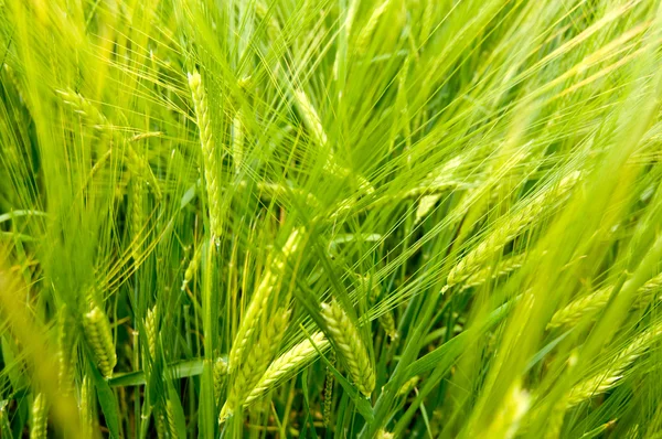 Ears of barley — Stock Photo, Image