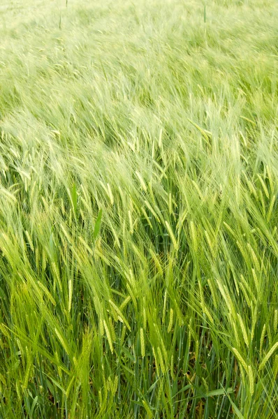 大麦在风中飘扬 — 图库照片