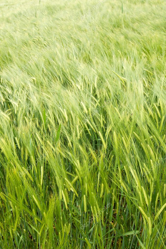 Barley in the wind — Stock Photo © depally #3666221