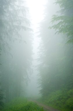 Foggy forest clipart