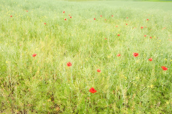 stock image Poppy