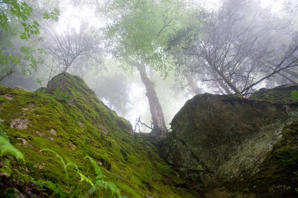 Bosque rocoso — Foto de Stock