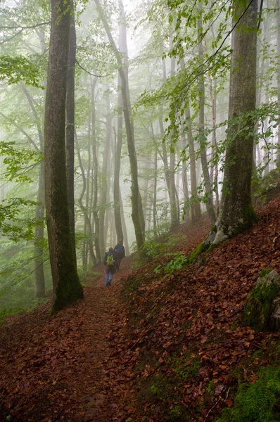 Black Forest walking — Stock Photo, Image