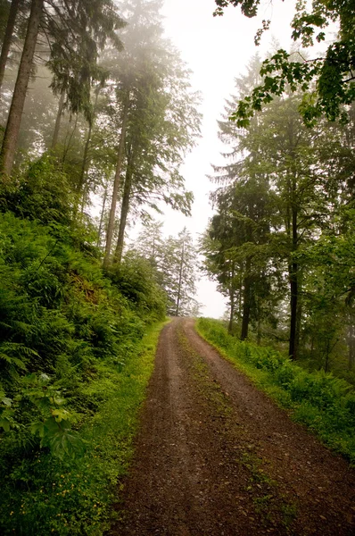 Leśne ścieżki — Zdjęcie stockowe