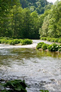 Palamut whitewater içinde