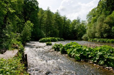 Palamut whitewater içinde