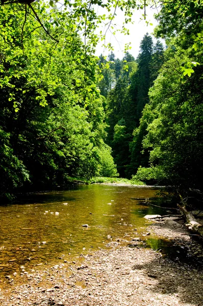 Černý les řeka — Stock fotografie