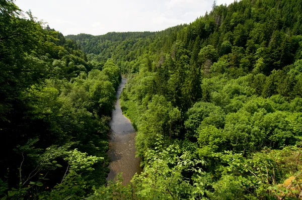 Río bosque — Foto de Stock