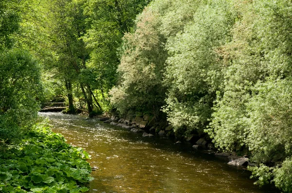 Rivière forestière — Photo