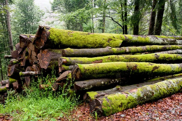 Mossy trunks — Stock Photo, Image