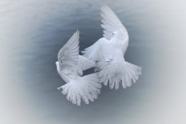 Beyaz pigeones aşık