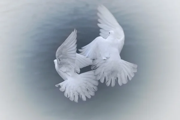 Beyaz pigeones aşık