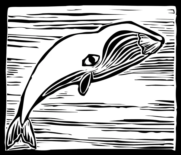 Balenottera comune — Vettoriale Stock
