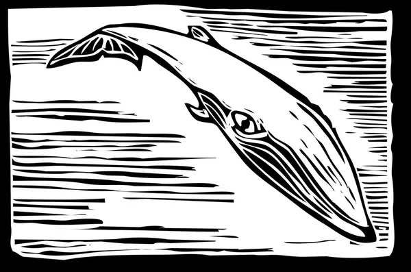 Baleine boréale — Image vectorielle
