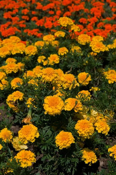 Stock image Flowers on green