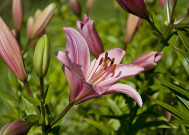 pembe lilly makro