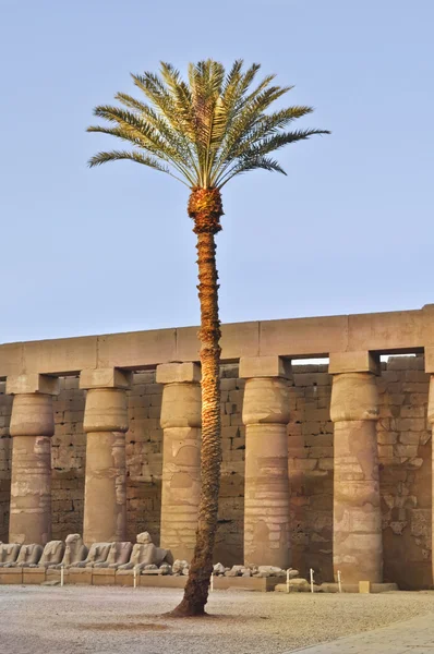 Palmboom in woestijn — Stockfoto