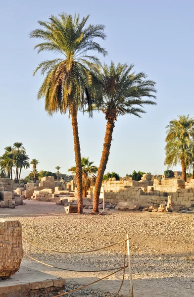 Desert Palm tree — Stok fotoğraf