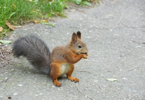 Eichhörnchen (sciurus vulgaris)) — Stockfoto