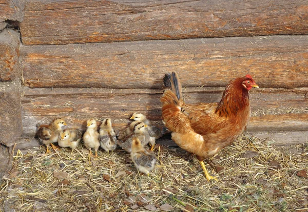 Hühner und Henne — Stockfoto