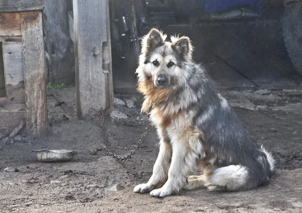 köpek-guard