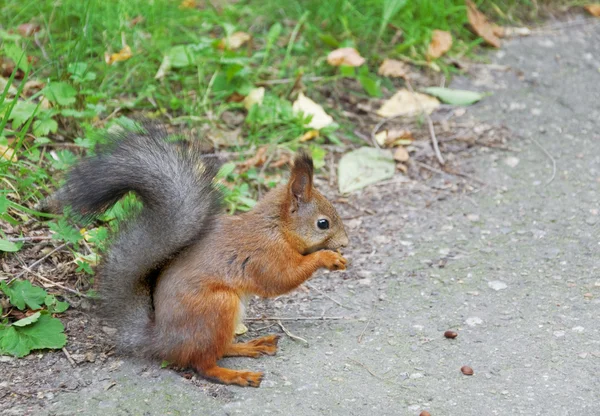 Eichhörnchen (sciurus vulgaris)) — Stockfoto