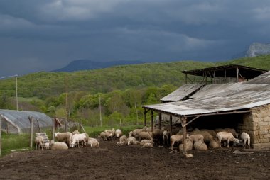 koyun sürüsü bir kapağın altında bulunuyor