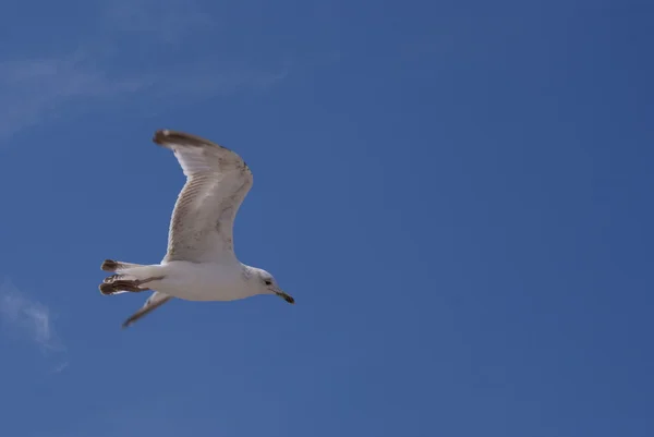 A gull flies in dark blue sky — Stock Photo, Image