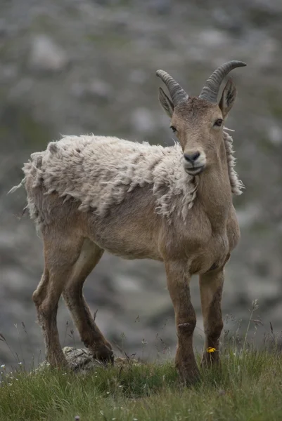 stock image Mountain goat