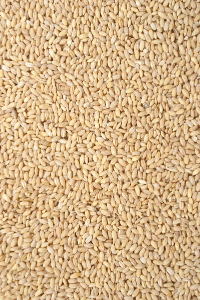 Pouerd пшениці — стокове фото