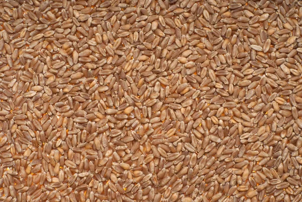 Poured wheat — Stock Photo, Image