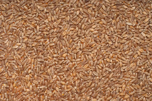 stock image Poured wheat