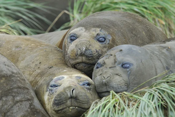 Elephant seals — Zdjęcie stockowe