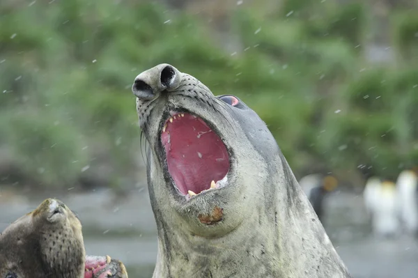 코끼리 바다표범 — 스톡 사진