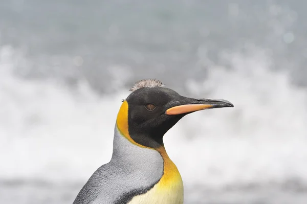 Βασιλιάς πιγκουίνος — Φωτογραφία Αρχείου