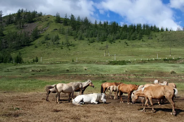 馬の群れを持つマザー オブ パール — ストック写真