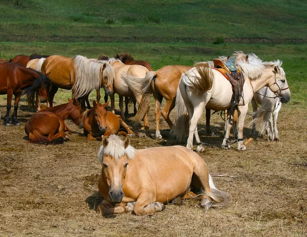 stock image Beautiful horses having rest