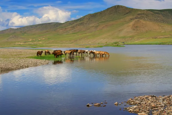 Pferde trinken Wasser — Stockfoto