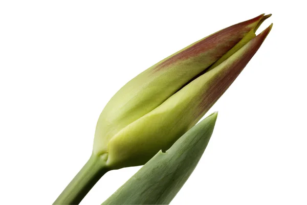 Tulipa elegante isolado em branco — Fotografia de Stock