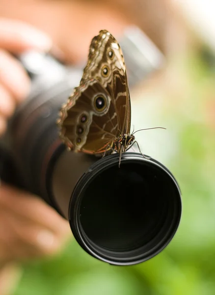 stock image Taking picture