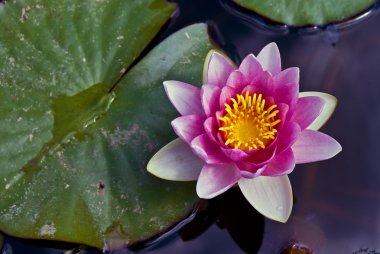Water Lily in a pond clipart