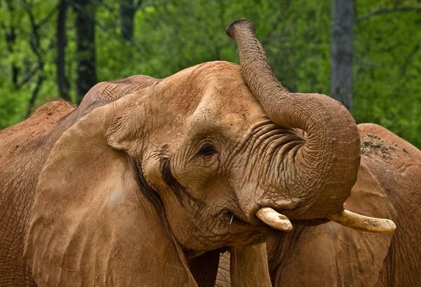 Isot norsut — kuvapankkivalokuva