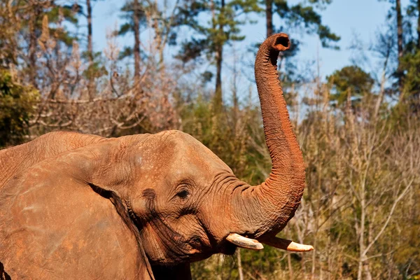 Iso elefantti — kuvapankkivalokuva