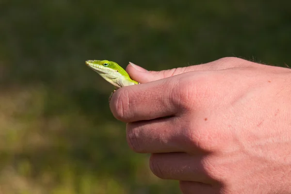 녹색 도마뱀 — 스톡 사진
