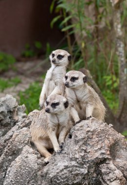 Meerkats On Guard clipart