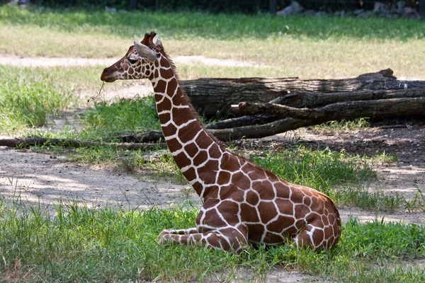Mladá žirafa — Stock fotografie