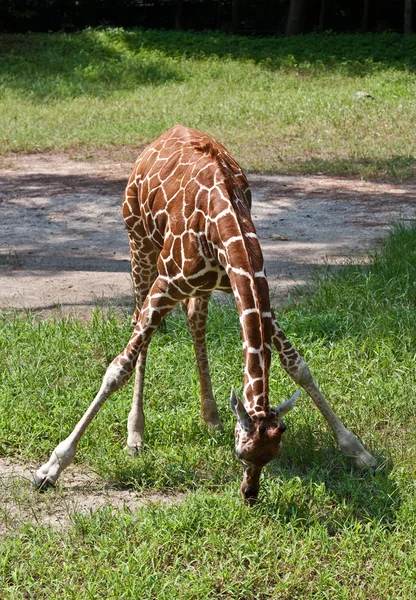 Genç zürafa aşağı bükme — Stok fotoğraf