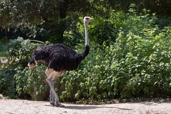 Male Ostrich — Stock Photo, Image