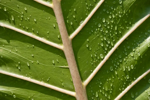 stock image Underneath Of A Leaf